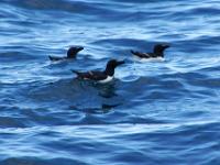 Tordalke bei den Vestmannaklippen_Insel Streymoy